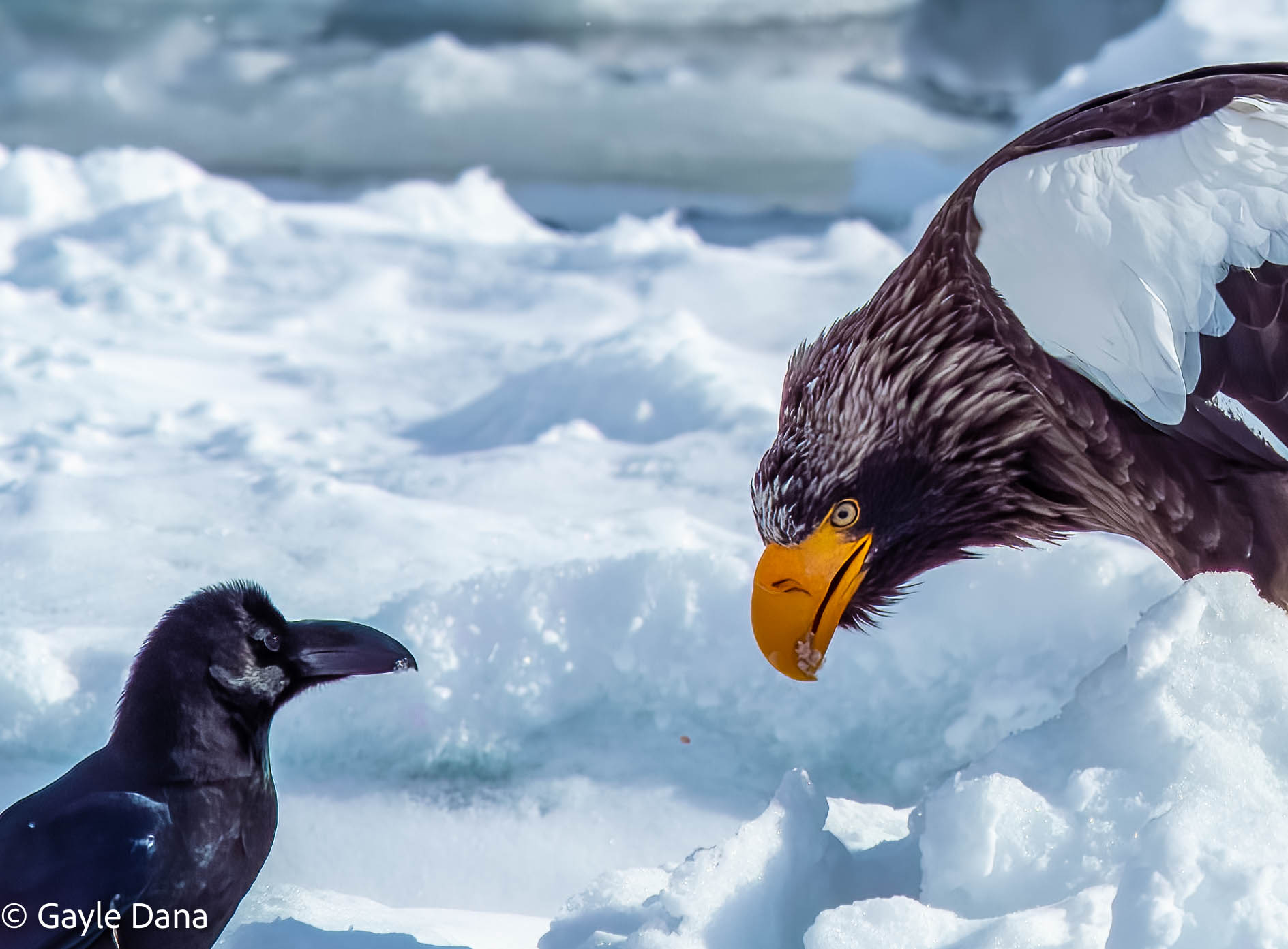 Eagle and Crow
